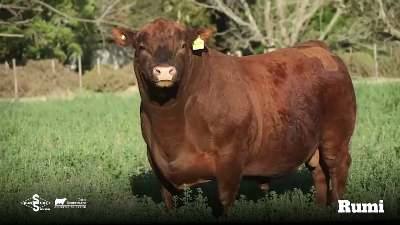 Rumi - Angus Colorado