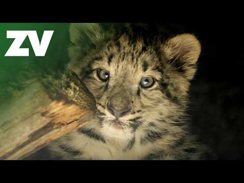 Snow Leopard Cubs Make Their First Public Appearance