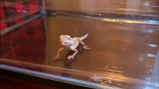 Getting crickets to feed our new Baby Bearded Dragon from Petsmart