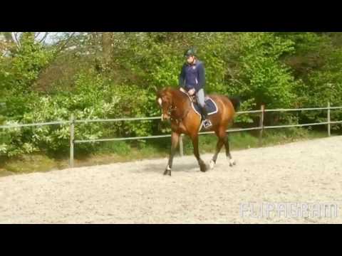 **For Sale** Elite mare Andiamo x Armstrong - 2008 - 1.67m