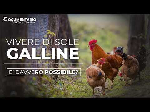 Vendere Uova da Galline: È Davvero Un Affare? Scopri Pro e Contro!