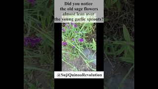 Rumors in the Garden