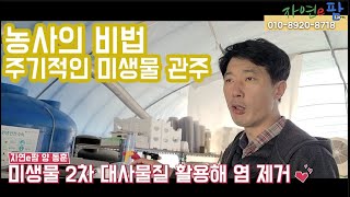 GCM 전용 배양기 사용으로 쉽게 배양하여 주기적으로 딸기 배지에 미새물 2차 대사산물 공급으로 염류 해소 …