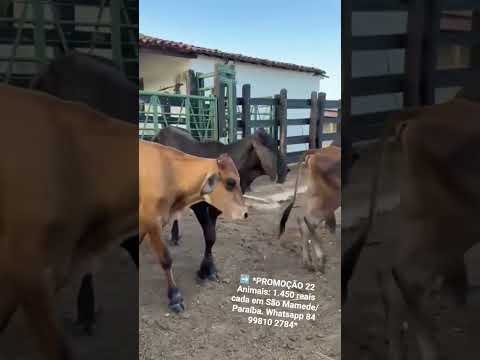 ➡️ *PROMOÇÃO 22 Animais: 1.450 reais cada em São Mamede/Paraíba. Whatsapp 84 99810 2784*