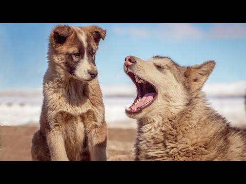 Funny Dogs and Cat | Funniest Pets | Anusha HW Channel