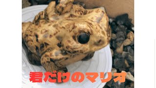 君だけのマリオ