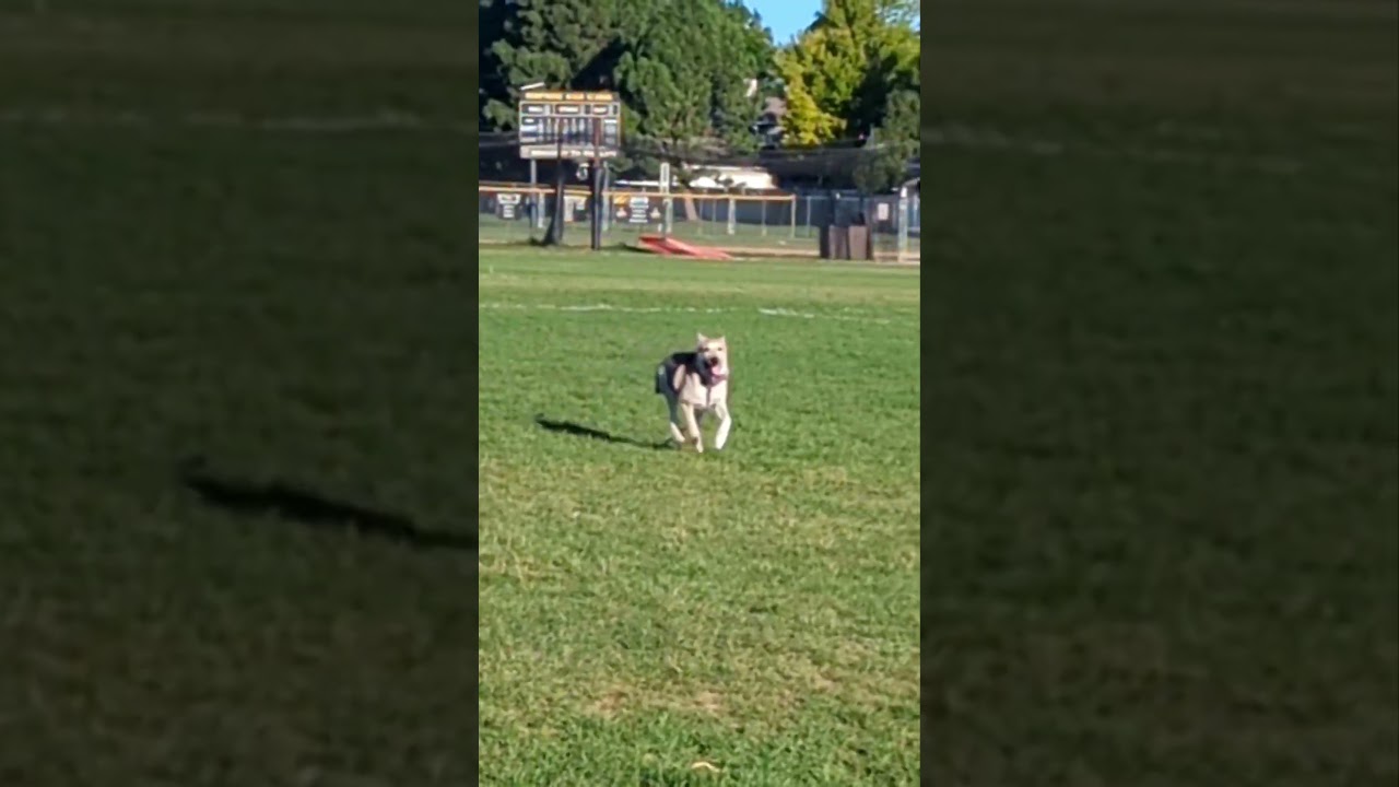 Enlarge Nigel, a Adoptable mixed breed in Highlands Ranch, CO video 2/6