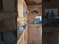 Young bird team is growing #racingpigeon #pigeon