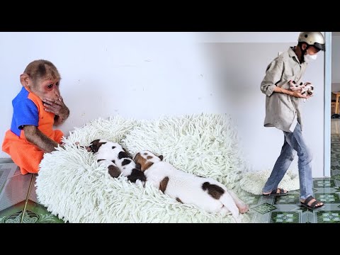 Mysterious Disapear! SU Wakes Up & Can't Find Puppies Anywhere!