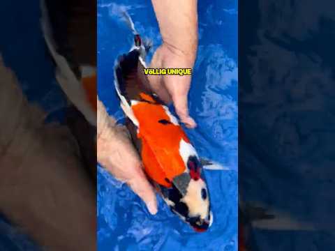 Shorts Vorschau Doitsu Showa