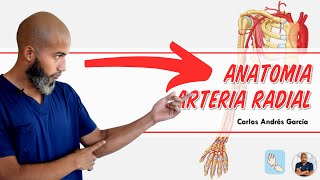 Anatomy - Radial Artery (Origin, Course and Relations, Branches)