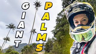 I’ve Never Seen Trees This Big! 🌴 - EP.390