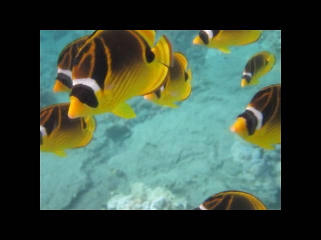 Adventures in Snorkeling - Hawaii (Maui & the Big Island)