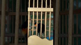 Download lagu burung beo bicara gemes assalamualaikum mp3