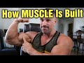 How is Muscle Built??? Can it be Done in a Caloric Deficit???