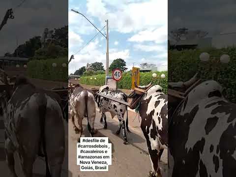 Desfile de #carrosdebois , #cavaleiros e #amazonas em Nova Veneza, Goiás, Brasil
