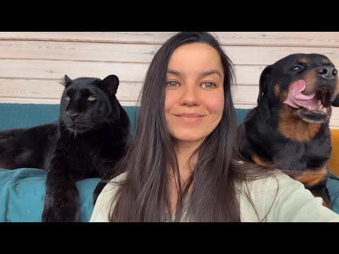 We're checking out the roe deer with Luna the panther 😁(ENG SUB)