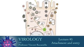 Virology 2014 Lecture #5 - Attachment and entry
