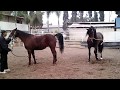 HORSE MARRIAGE BIG HORSE Animals Mate