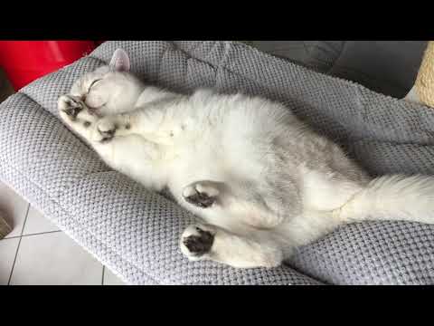 Cute white cat - sleepy head
