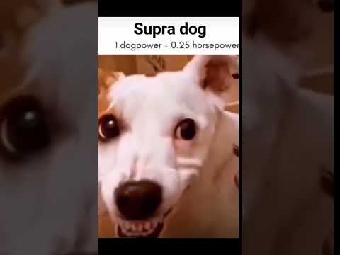 Supra dog 😂 | #supra #dog #shorts
