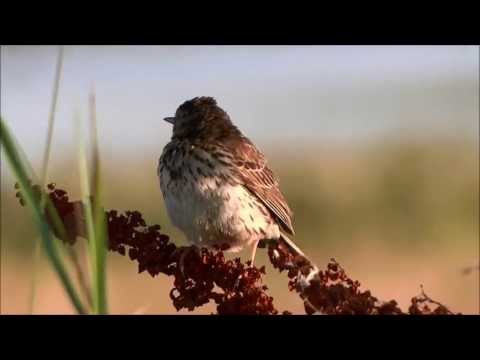 Ľabtuška lúčna — parašutový display flight zo zeme a „pseet-pseet