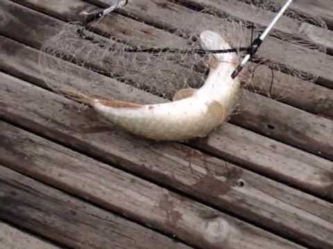 Stuka uhvati i pusti Plavsko jezero by Tero