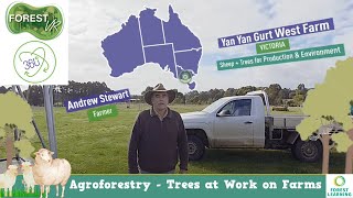 ForestVR – Agroforestry: Yan Yan Gurt West Farm – Sheep + Trees  |  VIC
