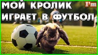 Уход за кроликом. Кролик играет в футбол. ПОКУПАЕМ НОВУЮ КЛЕТКУ для КРОЛИКА.