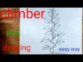 How To Draw Climber Plant Easy Betel Plant Medicinal Plant Panpatta Plant Holy Plant Climber Panpata
