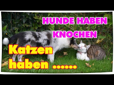 Hunde haben Knochen..... Katzen haben...[Matatabi Sticks]