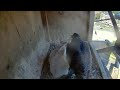 Nightcam Meets Falcon Cam At Detroit Zoo
