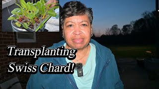 Grow Your OWN Swiss Chard Garden Today!