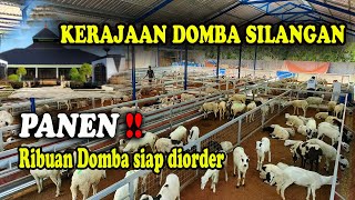Download lagu KERAJAAN DOMBA SILANGAN,PANEN !! RIBUAN DOMBA SIAP DI ORDER mp3