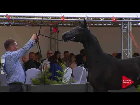 N.45 NIMB AL KHALEDIAH - Radom 2017 - Yearling Colts (Class 4B)