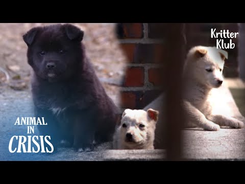 Why Did Humans NOT Take Their Dogs With Them? (Part 2) l Animal in Crisis Ep 336