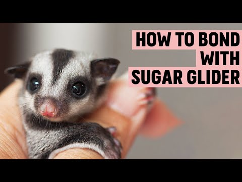 How to Bond with a Sugar Glider - Sugar Glider Behavior