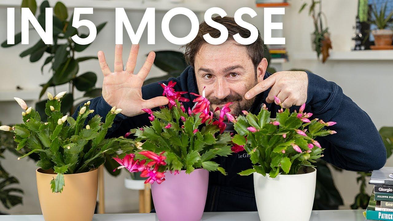 Watch Now Fai rifiorire il Cactus di Natale in 5 passi! Fai rifiorire il Cactus di Natale in 5 passi!