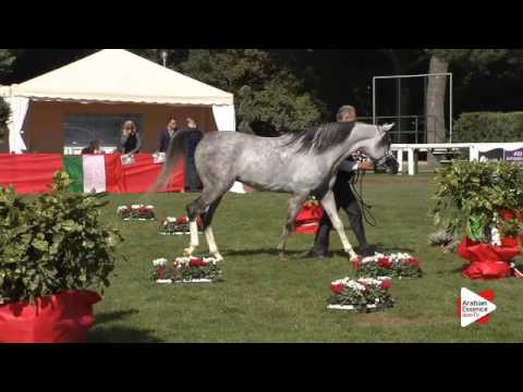 N.26 SG LEGOLAS - Arezzo 2015 - 3 year old colts (Class 3)