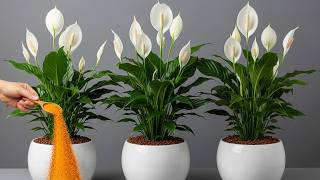 It's magical. Just 1 glass makes so many flowers explode (Any plant)