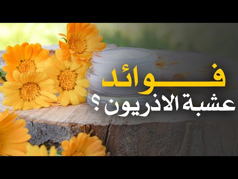 ما هي فوائد عشبة الأذريون القطيفة ؟