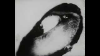 Swans - Stupid Child (music video)