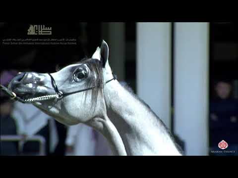 N.147 JARRAH ALMUAWD - 2020 PSAIAHF Al Khalediah Show - Yearling Colts (Class 4C)