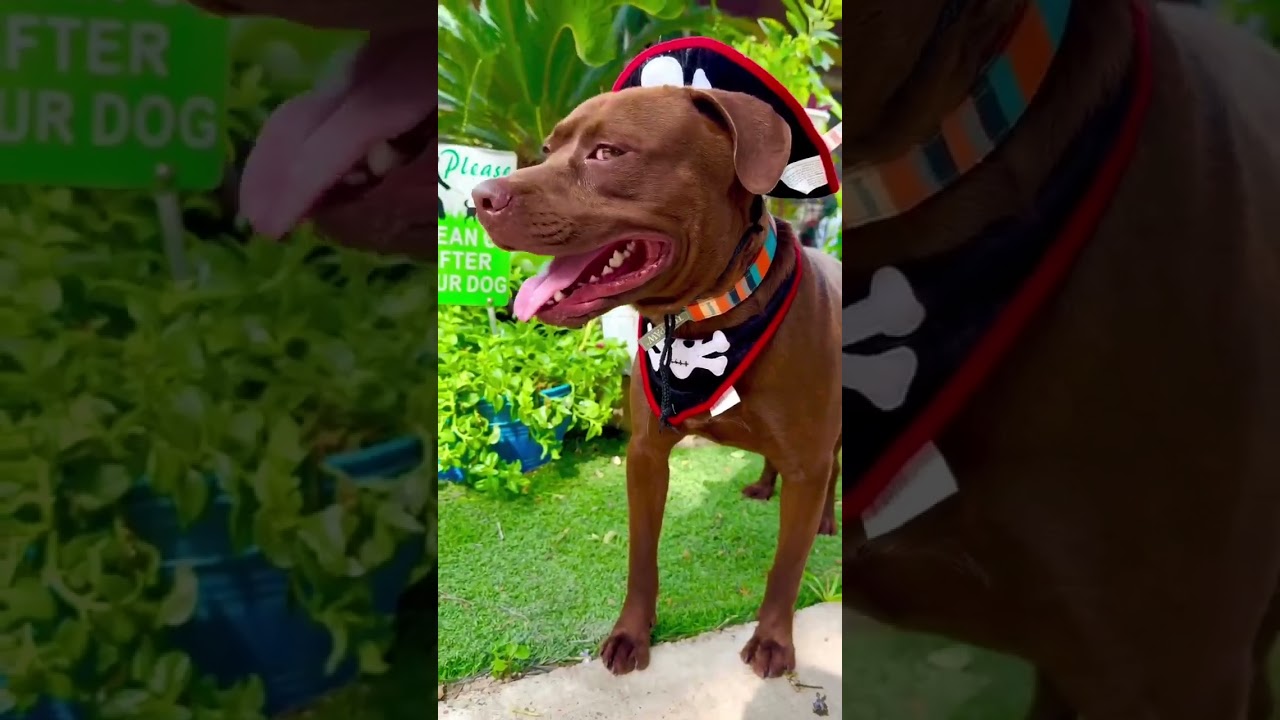 Enlarge Coco, a Adoptable mixed breed in Willington, CT video 6/6