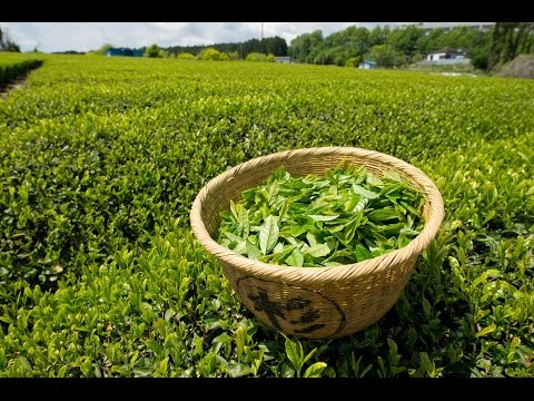 A Mystery Drink - The History Of Tea - History TV