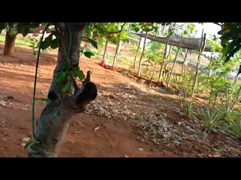 Mostrando as primeiras mangas no sítio Jucás ceara 