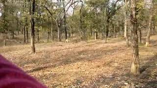 preview picture of video 'Pench National Park - Turiya Gate Mar'18 Part II'