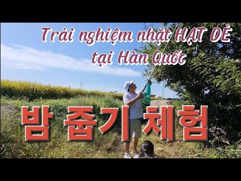 TRẢI NGHIỆM NHẶT HẠT DẺ Ở VƯỜN NHÀ CHÂU |