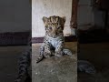 🐆 WOW!!!, this little leopard cub is absolutely fierce!!!😂😂😂 #adorable #zoo #leopard  #leopardcub