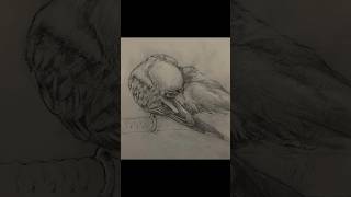 毛繕いをするインコの素描 #絵 #お絵描き #イラスト